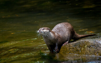 Obraz premium Portrait of an otter in the water