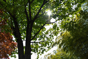 並木道、散歩道