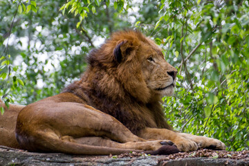 Naklejka na ściany i meble Portrait of a lion laying on a rock in a forest