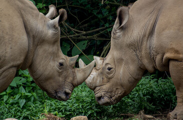 Fototapeta premium Javanese Rhino facing each other 