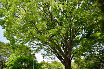 並木道、散歩道