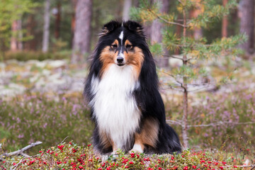 Smiling, sweet, cute, smart sable white shetland sheepdog, sheltie sitting in a forest in field of moss and lingonberry, foxberry, cowberry. Little collie, lassies dog with happy face in autumn forest