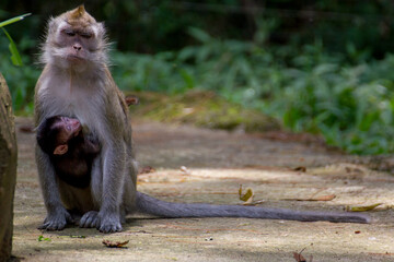 Ubud Monkey with its baby hanging