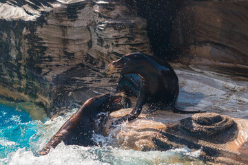 動物園の元気なカリフォルニアアシカの遊んでいる様子