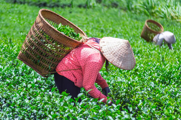 Woman harvesting tea leaves in Lam Dong province, Vietnam.
