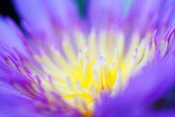 beautiful blooming lotus flower
