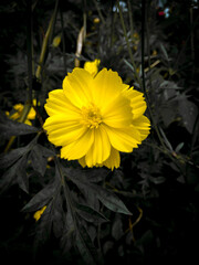 yellow flower on black background