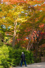 秋の公園で紅葉を撮影しているシニア男性