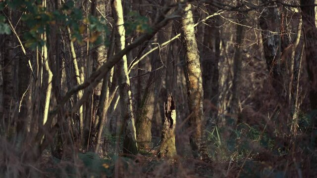 A short broken log stump of a tree in out of focus windy forest scene 