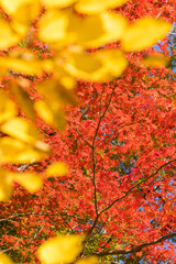 秋の綺麗な鮮やかな紅葉の風景