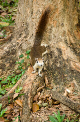 Close-up cute  squirrel  pauses as it climbs down  tree with nature blurred background, Thailand