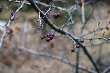 frozen cherry on a branch. Soft focus. The first frost