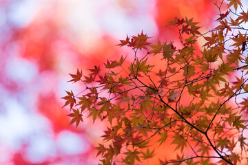 秋の綺麗な鮮やかな紅葉の風景