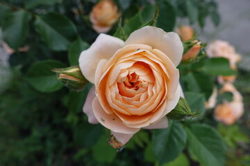 Close shot of light orange flowers of rose in May
