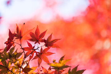 綺麗な秋の紅葉 Abstract Poster Abstract Abstract Posters Zheng Qiang