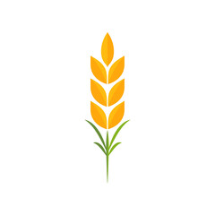  Wheat logo design. Oat symbol vector.