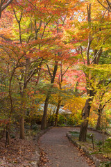 秋の公園の静かな紅葉の風景