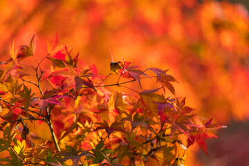 綺麗な秋の紅葉 Abstract Poster Abstract Abstract Posters Zheng Qiang