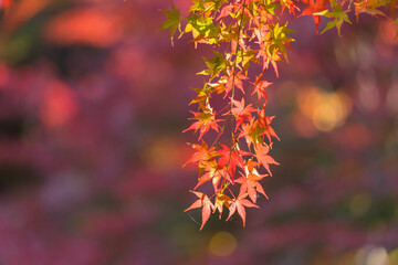Naklejka na ściany i meble 秋の綺麗な鮮やかな紅葉の風景