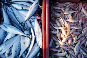 Fototapeta premium fish freshly caught