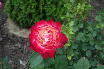 Vibrant pink and white flower of rose in July