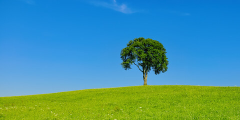 Fototapeta na wymiar Single Tree In Rural Area - Single tree on a hill in a rural area in summer.