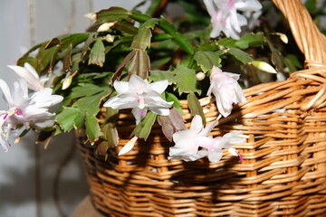 Indoor plant in a wicker basket. Schlumberger is a flower of the cactus family.