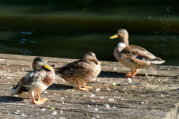 Enten auf einem Steg an einem Gewässer , Anas platyrhynchos, Deutschland, Europa