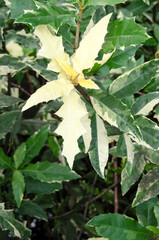 Sea holly. Acanthus ebracteatus. Showing reddish stems. green yellowish- white leaves with wavy leaf edge, prickles.