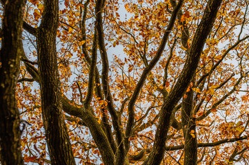 trees in autumn