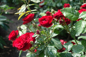 Buds and red flowers of roses in June