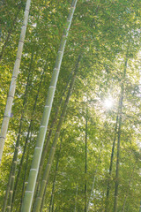 秋の緑色の竹林の風景