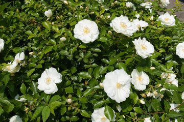 Multiple white semi double flowers of roses in May