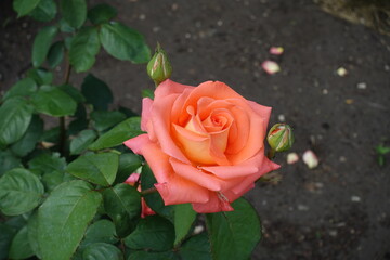 1 flower and 2 buds of salmon pink rose in June