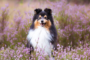 Obraz premium Stunning nice fluffy black sable white shetland sheepdog, sheltie portrait in the forest on a sunny autumn day. Small, little collie, lassie dog smiling with background of pink purple blooming heather