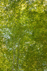 秋の緑色の竹林の風景