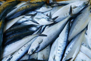 Fototapeta premium fish freshly caught