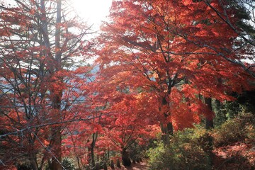 奈良県　吉野山の紅葉