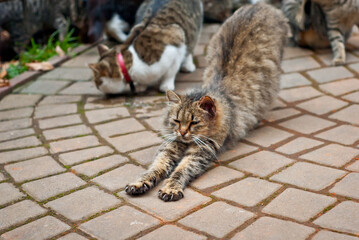 Fototapeta premium A pack of stray cats eats from the asphalt. Many stray cats close up. Multicolored cats eat food.