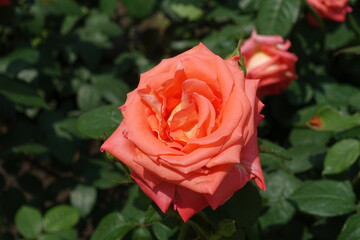 Close view of salmon pink flower of rose in June