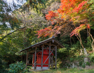 赤く紅葉するモミジと小さな寺院
