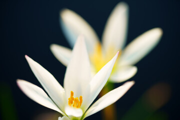 close up of beautiful white rain lily flower