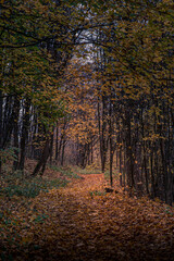 Landscape of Lithuanian forest