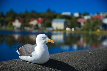 Island, Reykjavik