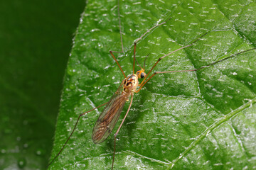 mosquitoes insect on green leaves, North China