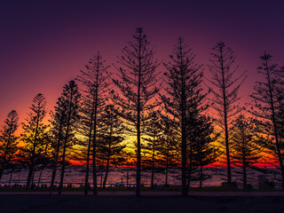 Obraz premium Tree silhouette by the beach in sunset