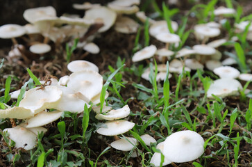 Closeup of white organic mushrooms on the ground.