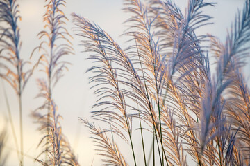 reeds grass flower