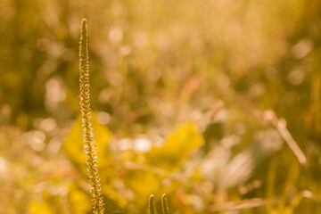 A wild Flower on summer or autumn nature Background.