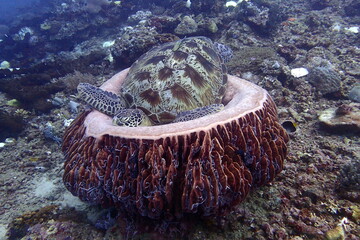 green turtle on barrel sponge coral